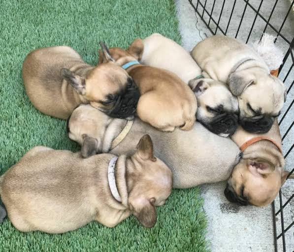 Cache Sistemlerinde “Dog-pile Effect” den Korunmak