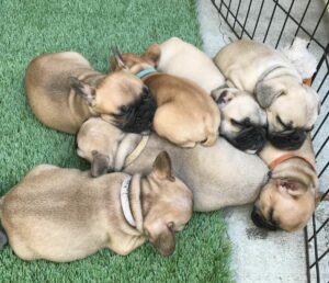 Cache Sistemlerinde “Dog-pile Effect” den Korunmak
